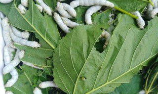 五龄蚕九天了都不吐丝怎么办 五龄蚕九天了都不吐丝如何解决