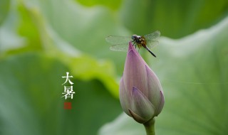 大暑和小暑相差多少天 大暑和小暑相差几天