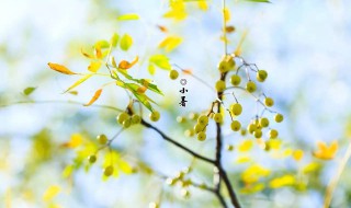 小暑天下雨好还是不好 小暑天下雨好不好