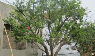 石榴树不发芽怎么补救? 石榴树不发芽如何补救