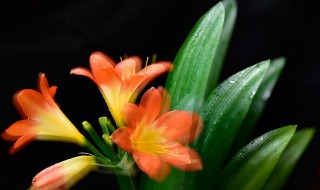 君子兰侧芽怎么分株? 君子兰分株保活方法分享