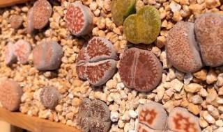 生石花蜕皮怎么养护? 生石花蜕皮如何养护