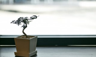 花土里有白蚁怎么办? 花土里有白蚁怎么解决