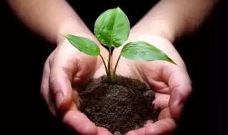 花肥怎么施更有效果? 花肥如何施更有效果