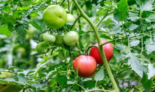 西红柿开花结果期怎么施肥和管理? 西红柿开花结果期如何施肥和管理