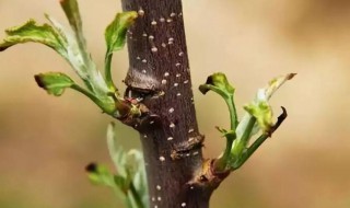 苹果树怎么修剪枝条? 苹果树如何修剪枝条
