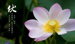 入伏祝福语 入伏美好祝福语