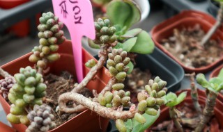 赤豆锦多肉怎么养? 赤豆锦多肉的养殖方法