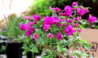 三角梅怎么养得好? 三角梅的养殖方法