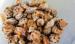 花螺如何清洗 花螺清洗方法