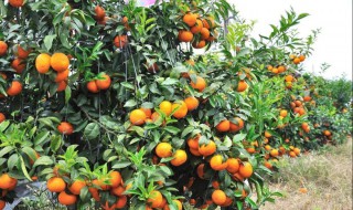 沃柑怎么种植? 沃柑如何种植