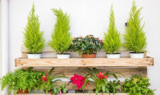 绯花玉怎么养才开花? 绯花玉如何养才开花