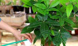 发财树怎么养才能更旺盛? 发财树养才能更旺盛的做法