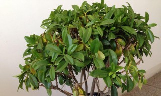 非洲茉莉怎么养才能更旺盛? 怎么养非洲茉莉