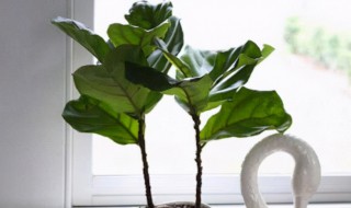 琴叶榕怎么养出叉枝? 琴叶榕养出叉枝的方法