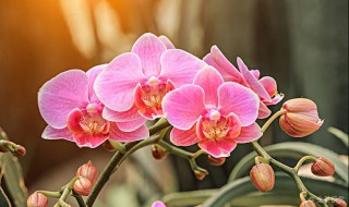 兰花怎样养护才能长出花蕾? 兰花怎么养出花苞技巧分享