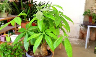 发财树怎么养护最好? 发财树如何养护最好