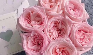 粉玫瑰怎么养护? 粉玫瑰养护方法