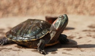 小乌龟怎么养? 养龟的6大忌