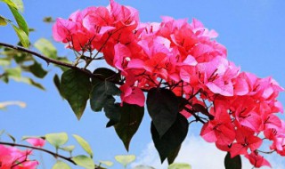 簕杜鹃怎么养? 簕杜鹃的繁殖方法