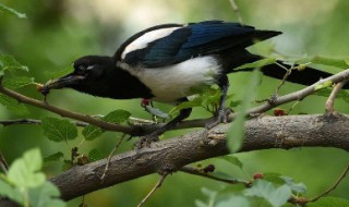 喜鹊幼鸟怎么喂养? 喜鹊的栖息环境