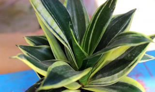 虎皮兰夏季如何养殖? 虎皮兰夏季养殖方法