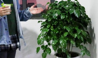 室内幸福树怎么养才能更旺盛? 室内幸福树如何养才能更旺盛