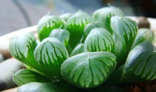 玉露多肉植物怎么养? 玉露多肉植物如何养