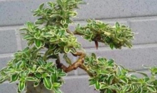 六月雪盆景怎么养? 六月雪盆景如何养