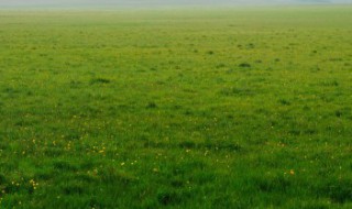 人工草坪施工步骤? 人工草坪施工步骤有哪些