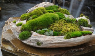 盆景青苔怎么培养? 青苔盆景怎么培养