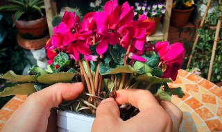 仙客来花谢后种球怎么养护? 仙客来花谢后种球的养护方法