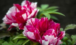 牡丹只长叶子不开花怎么办 牡丹只长叶子不开花为什么