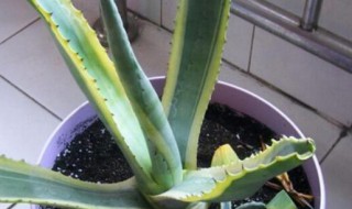 虎皮兰怎么养才长得好? 虎皮兰如何养才长得好