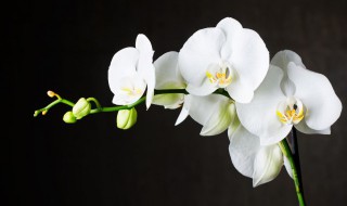 如何养蝴蝶兰? 蝴蝶兰养植技巧