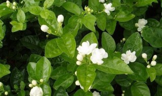 茉莉花怎么养才长得好? 茉莉花养长得好的做法