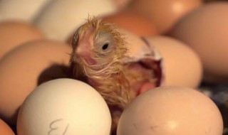 才出壳的小鸡怎么喂养和防病? 才出壳的小鸡如何喂养和防病