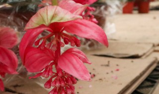 宝莲灯花谢了怎么才能长新芽? 宝莲灯花谢了如何才能长新芽