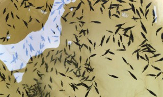 鲈鱼水花苗怎样养殖? 鲈鱼小苗养殖技术分享