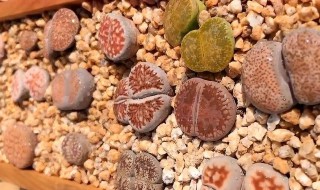 生石花夏天怎么养护? 生石花夏天养护方法