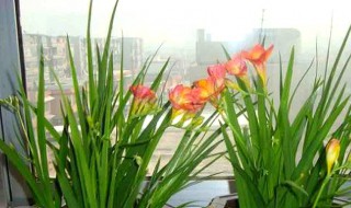 香雪兰花谢后怎么养护? 香雪兰花谢后养护方法分享