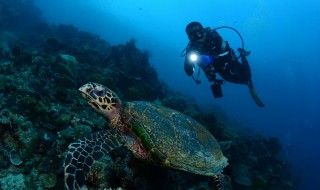 潜水的注意事项有哪些 潜水需要注意事项有哪些