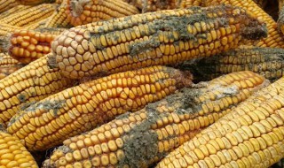 玉米轻微发霉处理方法? 玉米轻微发霉怎么处理