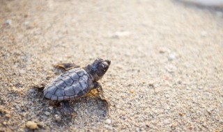 草龟怎么养才好? 草龟如何养