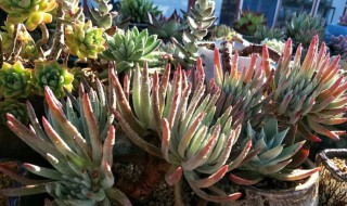 爱杜丽丝多肉怎么养? 怎么养爱杜丽丝多肉