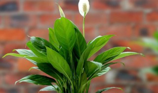 一帆风顺怎么水养? 一帆风顺如何水养