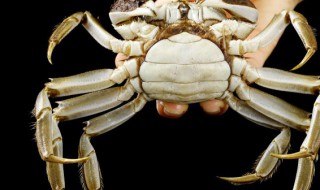 幼崽螃蟹怎么养活? 幼崽螃蟹如何养活?