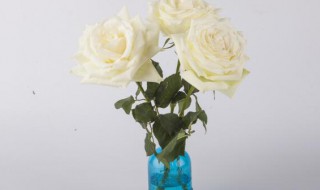 玫瑰花插花瓶怎么养的长久? 玫瑰花插花瓶如何养的长久