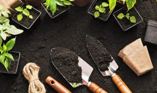 地黄怎么种植? 地黄种植技巧