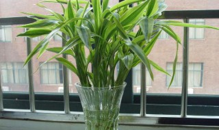 富贵竹怎么水养才旺盛? 富贵竹水养方法